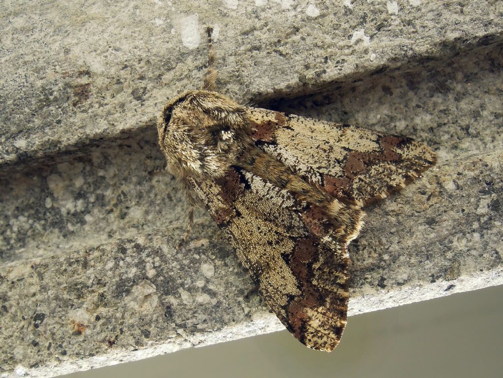 Biston strataria